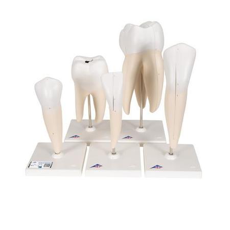 3B SCIENTIFIC Classic Tooth Model Series, - w/ 3B Smart Anatomy 1017588